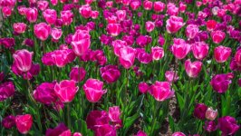 Desktop wallpaper. Flowers. ID:130712