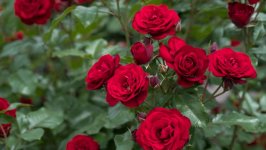Desktop wallpaper. Flowers. ID:130930