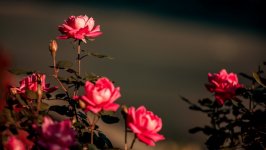 Desktop wallpaper. Flowers. ID:130958