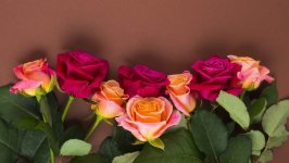 Desktop wallpaper. Flowers. ID:131039