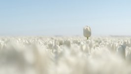 Desktop wallpaper. Flowers. ID:131207