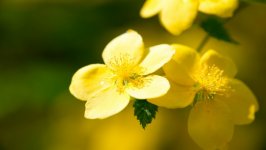 Desktop wallpaper. Flowers. ID:131254