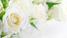 Desktop wallpaper. Flowers. ID:131622