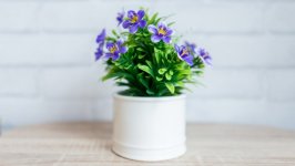 Desktop wallpaper. Flowers. ID:131679