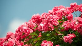 Desktop wallpaper. Flowers. ID:131705