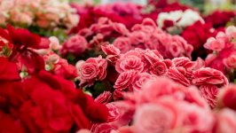 Desktop wallpaper. Flowers. ID:131713