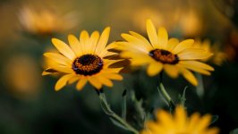 Desktop wallpaper. Flowers. ID:131714