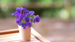Desktop wallpaper. Flowers. ID:131717