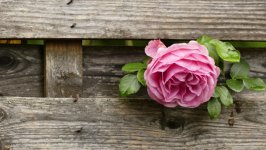 Desktop wallpaper. Flowers. ID:131740