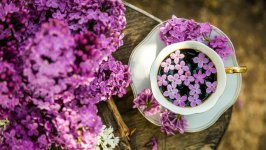 Desktop wallpaper. Flowers. ID:131790