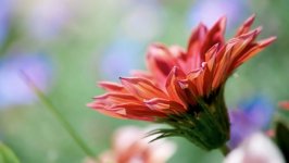Desktop wallpaper. Flowers. ID:131836