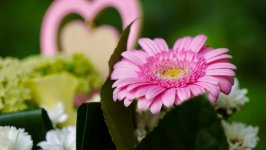 Desktop wallpaper. Flowers. ID:131885