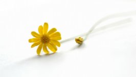 Desktop wallpaper. Flowers. ID:132599