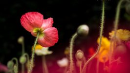 Desktop wallpaper. Flowers. ID:133327