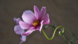 Desktop wallpaper. Flowers. ID:133402