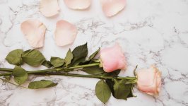 Desktop wallpaper. Flowers. ID:133424
