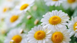Desktop wallpaper. Flowers. ID:133450