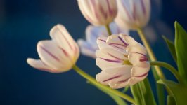 Desktop wallpaper. Flowers. ID:133511