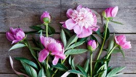 Desktop wallpaper. Flowers. ID:133536