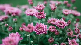 Desktop wallpaper. Flowers. ID:133641