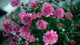 Desktop wallpaper. Flowers. ID:133823