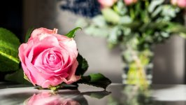Desktop wallpaper. Flowers. ID:133878