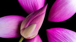 Desktop wallpaper. Flowers. ID:133900