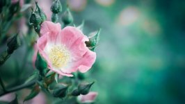 Desktop wallpaper. Flowers. ID:134153