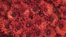 Desktop wallpaper. Flowers. ID:134439