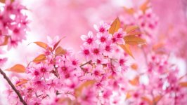 Desktop wallpaper. Flowers. ID:134481