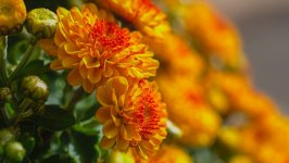 Desktop wallpaper. Flowers. ID:134531
