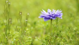 Desktop wallpaper. Flowers. ID:134533