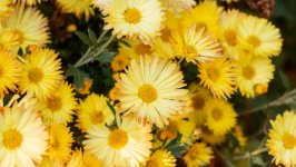 Desktop wallpaper. Flowers. ID:134615