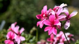 Desktop wallpaper. Flowers. ID:135201