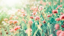 Desktop wallpaper. Flowers. ID:135528
