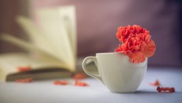 Desktop wallpaper. Flowers. ID:145650