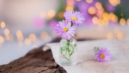 Desktop wallpaper. Flowers. ID:135641