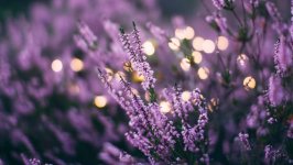 Desktop wallpaper. Flowers. ID:135662