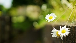 Desktop wallpaper. Flowers. ID:135680