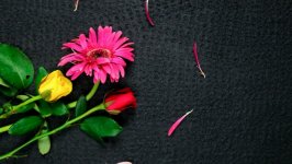 Desktop wallpaper. Flowers. ID:135816