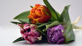 Desktop wallpaper. Flowers. ID:135912