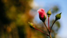 Desktop wallpaper. Flowers. ID:135915