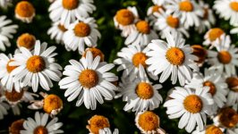 Desktop wallpaper. Flowers. ID:136134