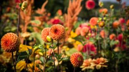 Desktop wallpaper. Flowers. ID:136602