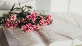 Desktop wallpaper. Flowers. ID:136605