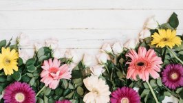 Desktop wallpaper. Flowers. ID:136855