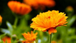 Desktop wallpaper. Flowers. ID:137162