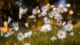 Desktop wallpaper. Flowers. ID:137239