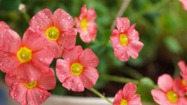 Desktop wallpaper. Flowers. ID:137241