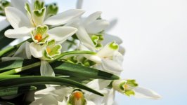 Desktop wallpaper. Flowers. ID:137796